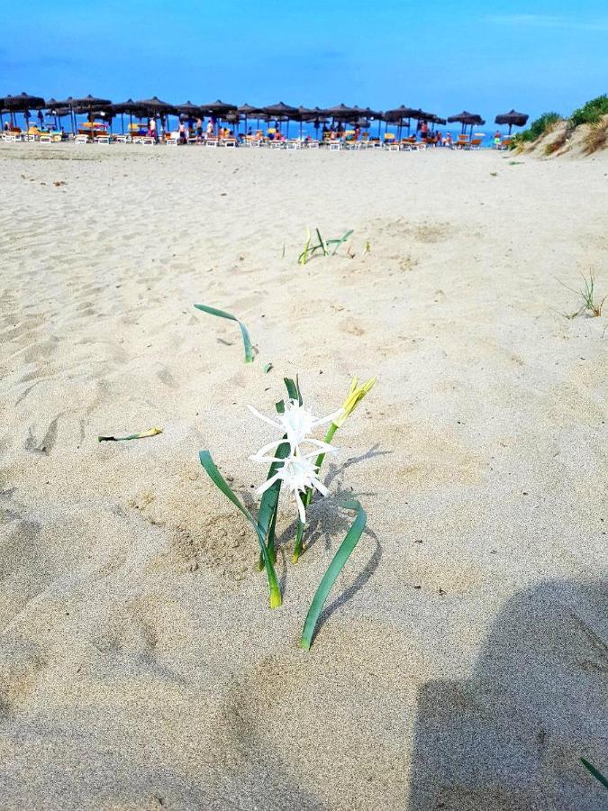 Regina Del Mare Holiday Apartments Tirrenia Zewnętrze zdjęcie
